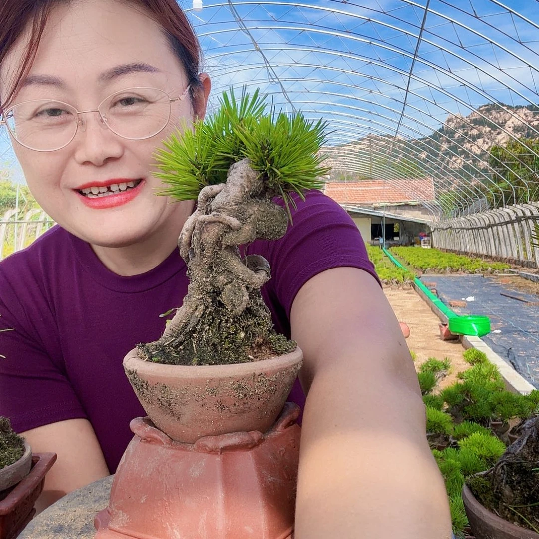 随***柏完全开放三河黑松盆景