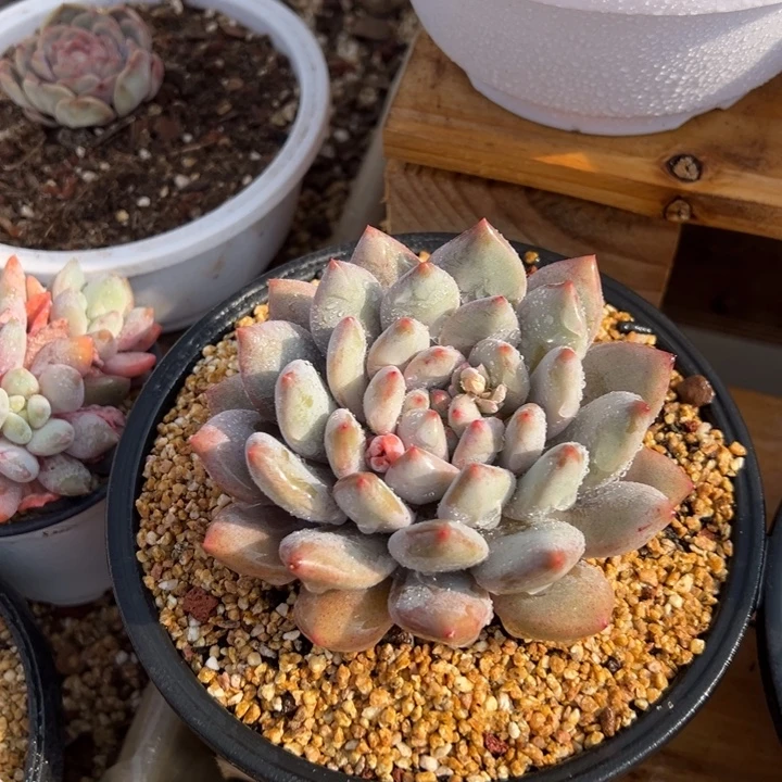 半夏 单头 夏鸣园艺