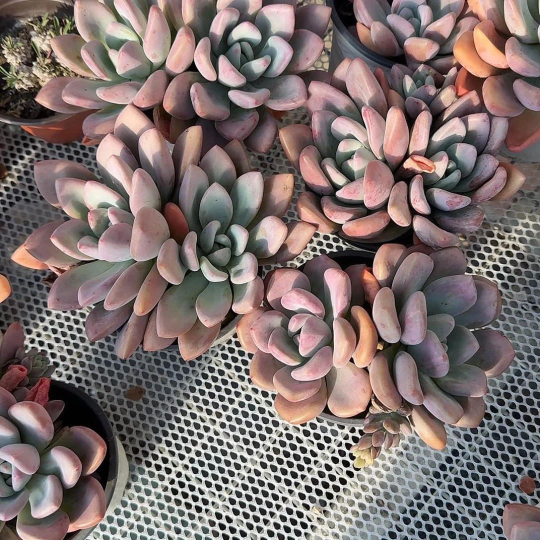 奥普琳娜多肉植物