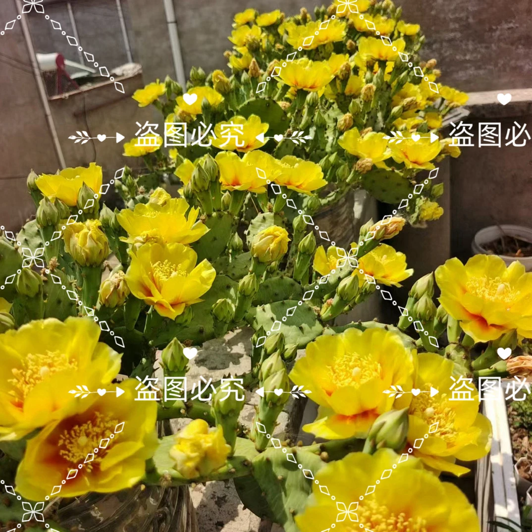 耐寒耐冻耐旱老式仙人掌黄花红芯重瓣仙人掌