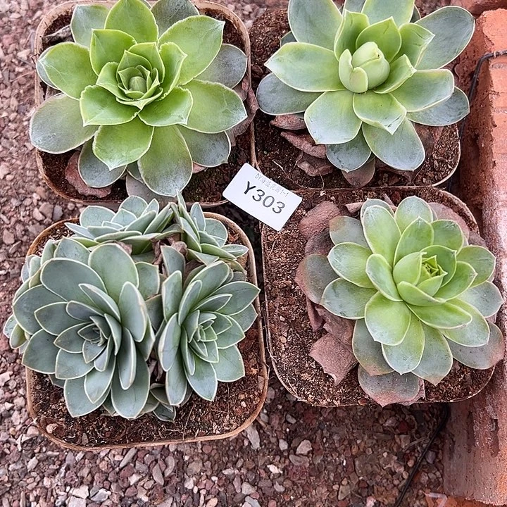 杨303  黄金组合