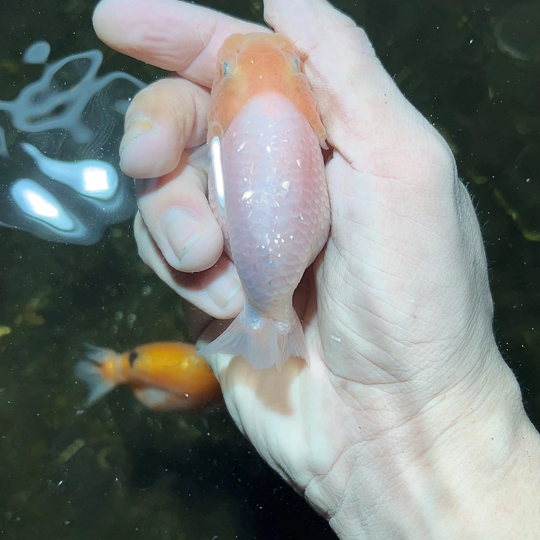 憩***木海水兰寿金鱼活体链接到付