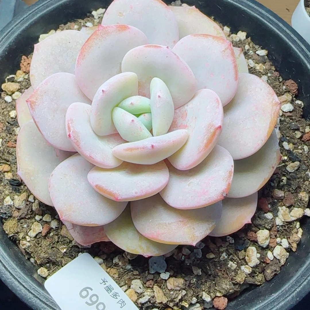 韩版奶茶，6991多肉植物