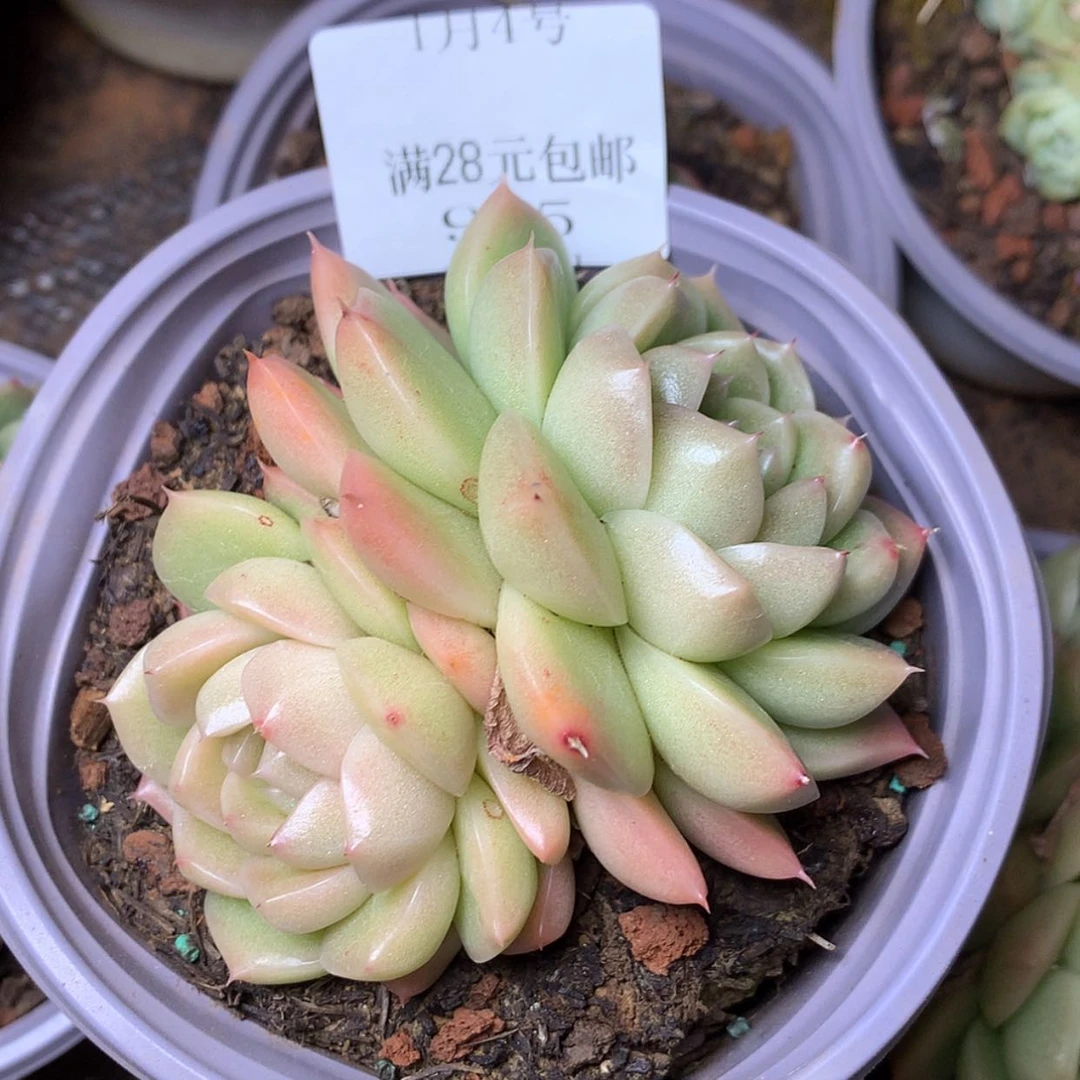 【闪购商品】云995号麦秆7厘米