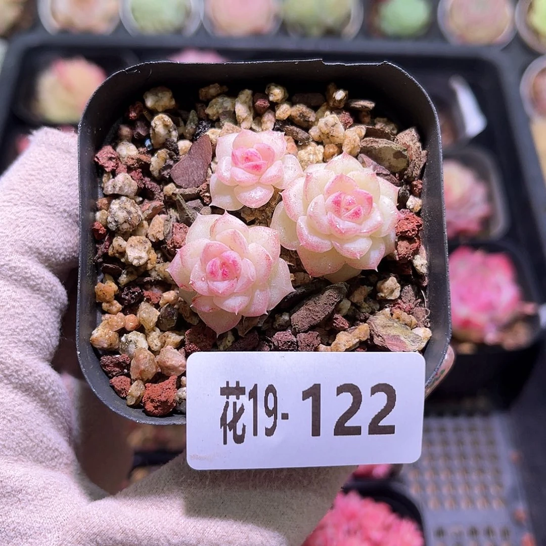 花利美19-122白天鹅