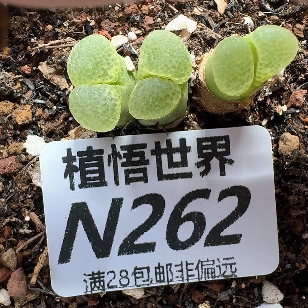 多肉植物的润泽风格