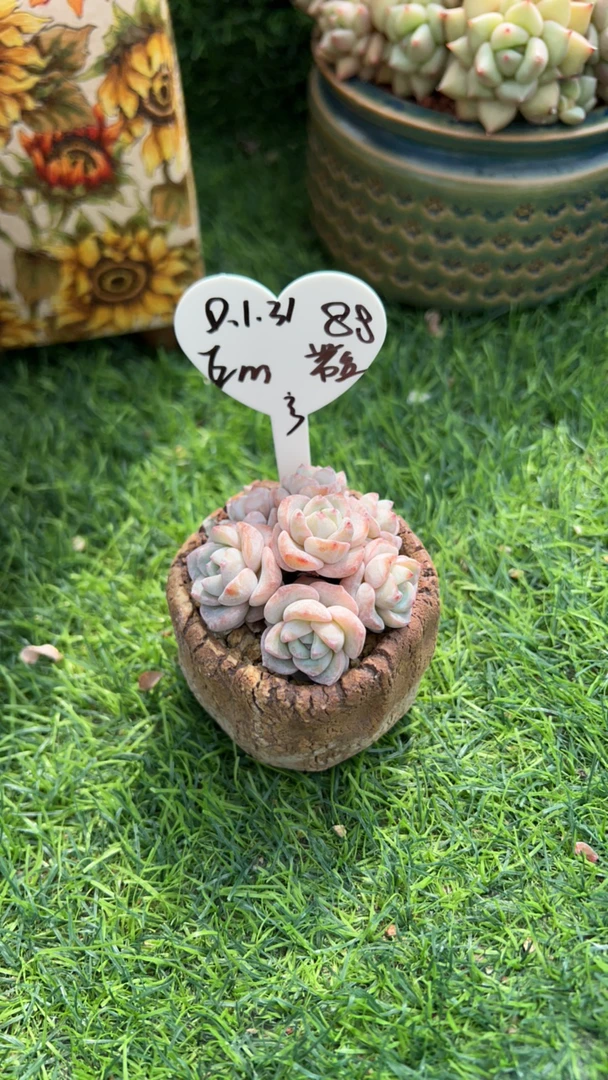 Em姐姐小可爱带盆多肉植物