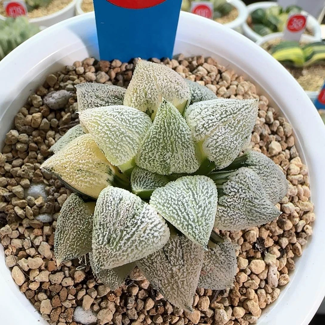 400号荻原磨面锦一物一拍带盆土