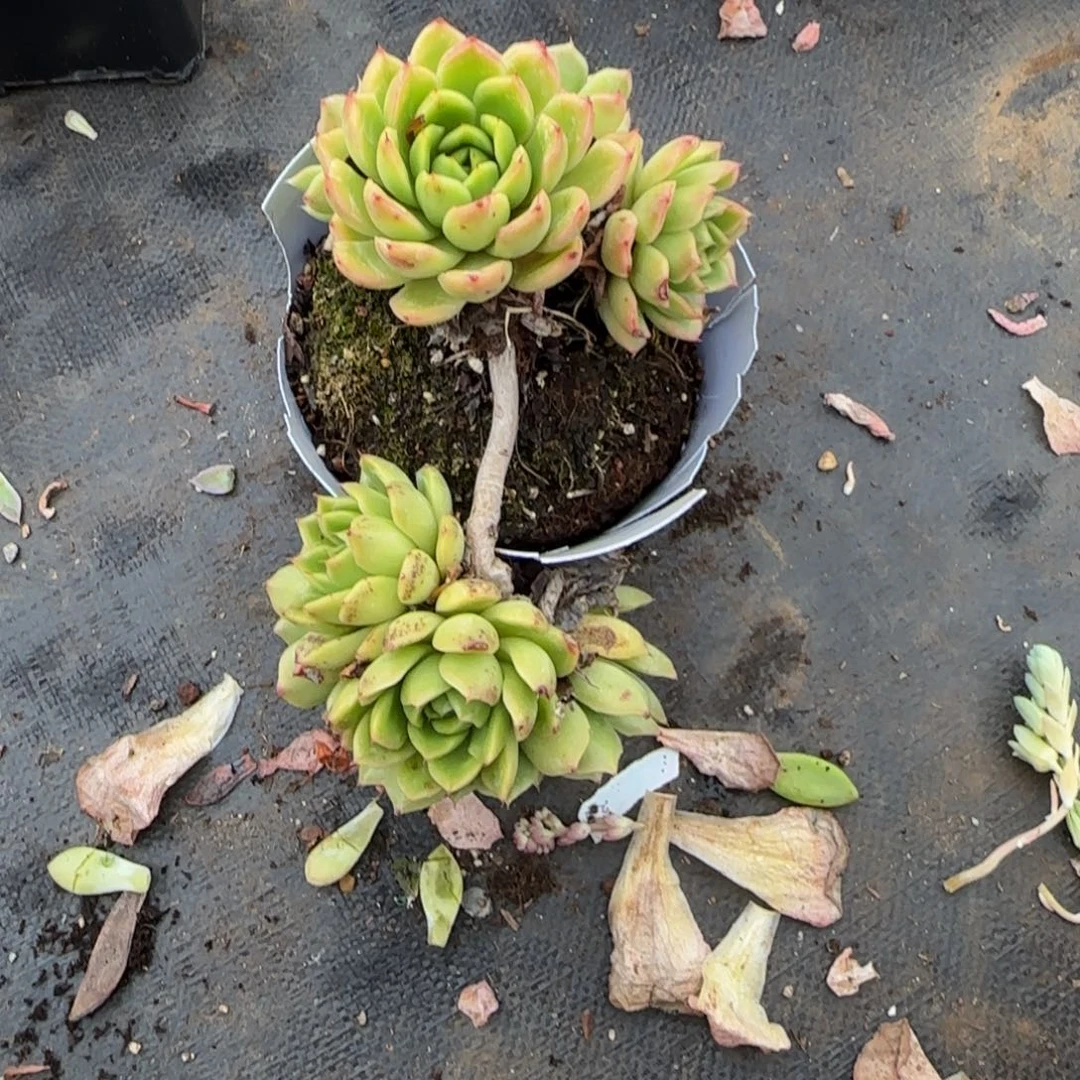 不知名一物一拍 29-113