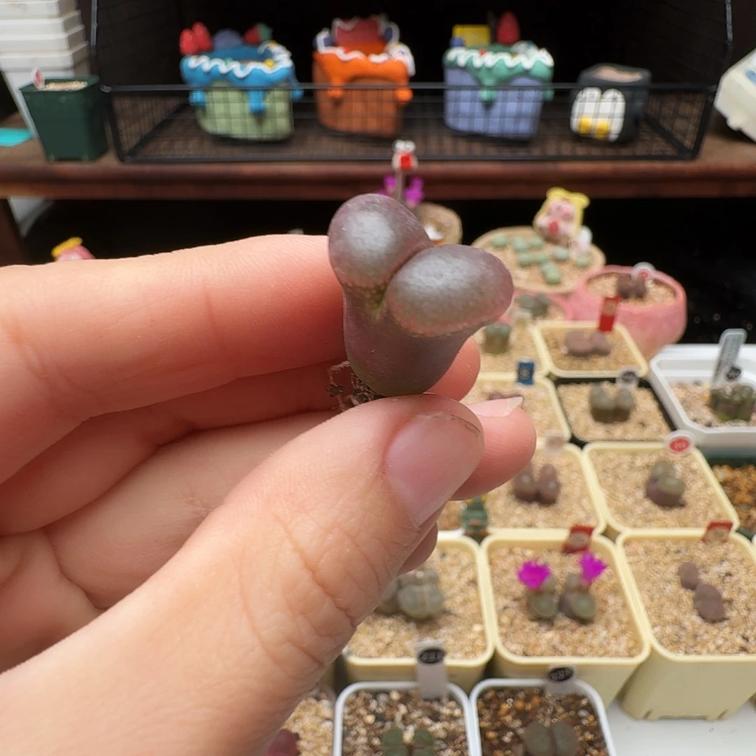 /***୭多肉植物福利风铃216