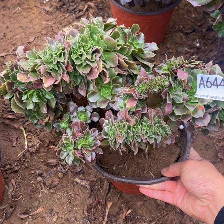 玫瑰缀多肉植物644.