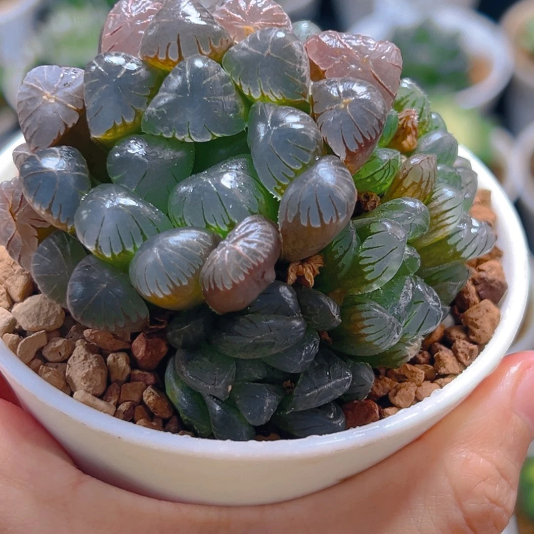 紫姬群多肉多肉万象盆