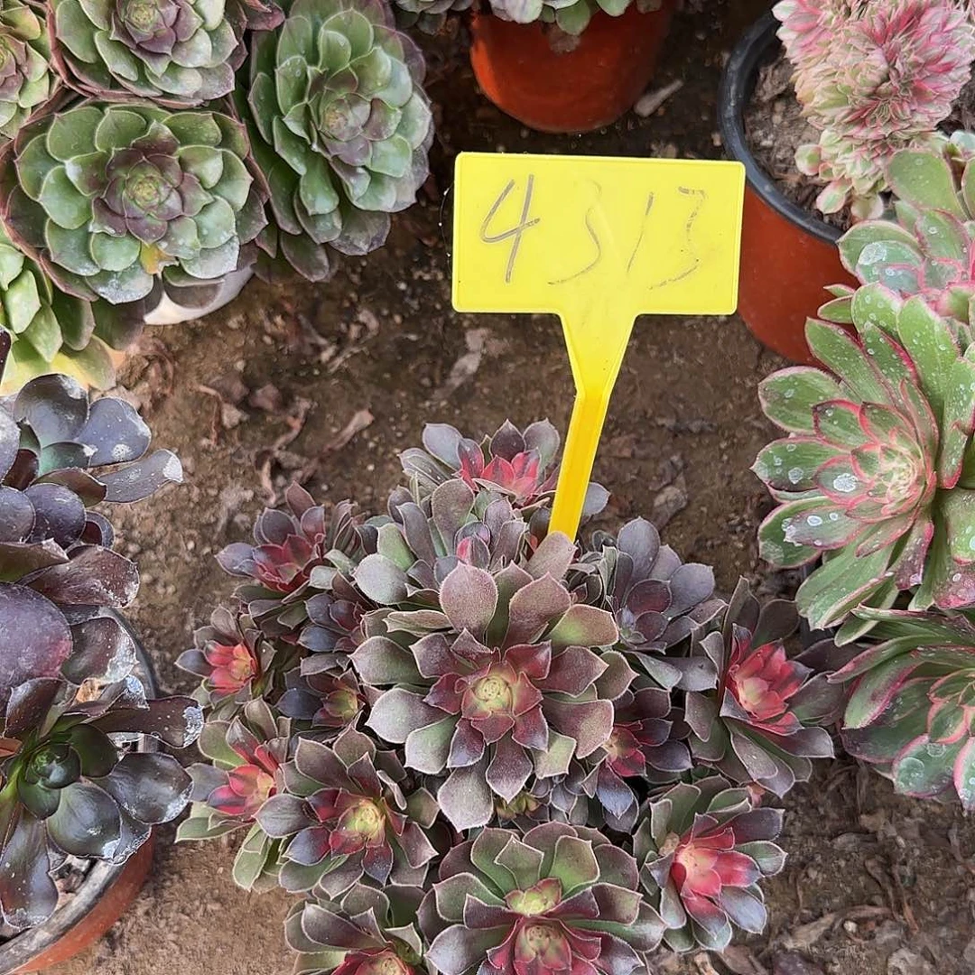 阿***物4313---流星雨多头多肉