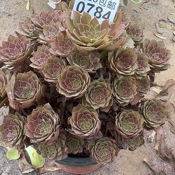 0784红魔多肉植物