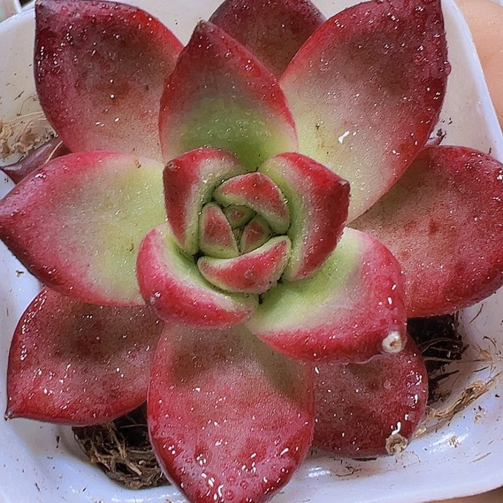 罗宾19包邮多肉植物