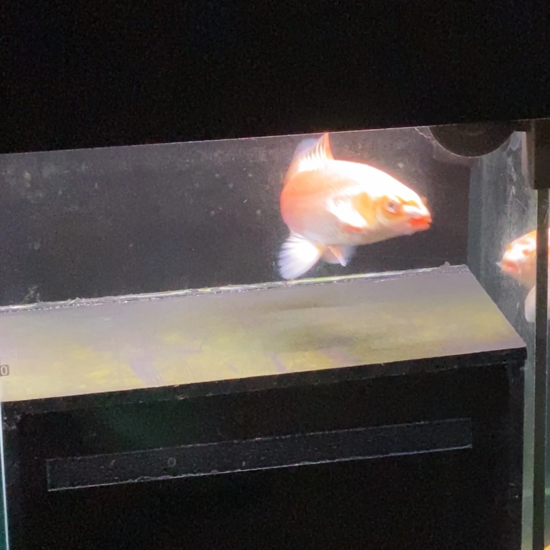 腹***者蝴蝶鲤鱼蝴蝶鲤苗子