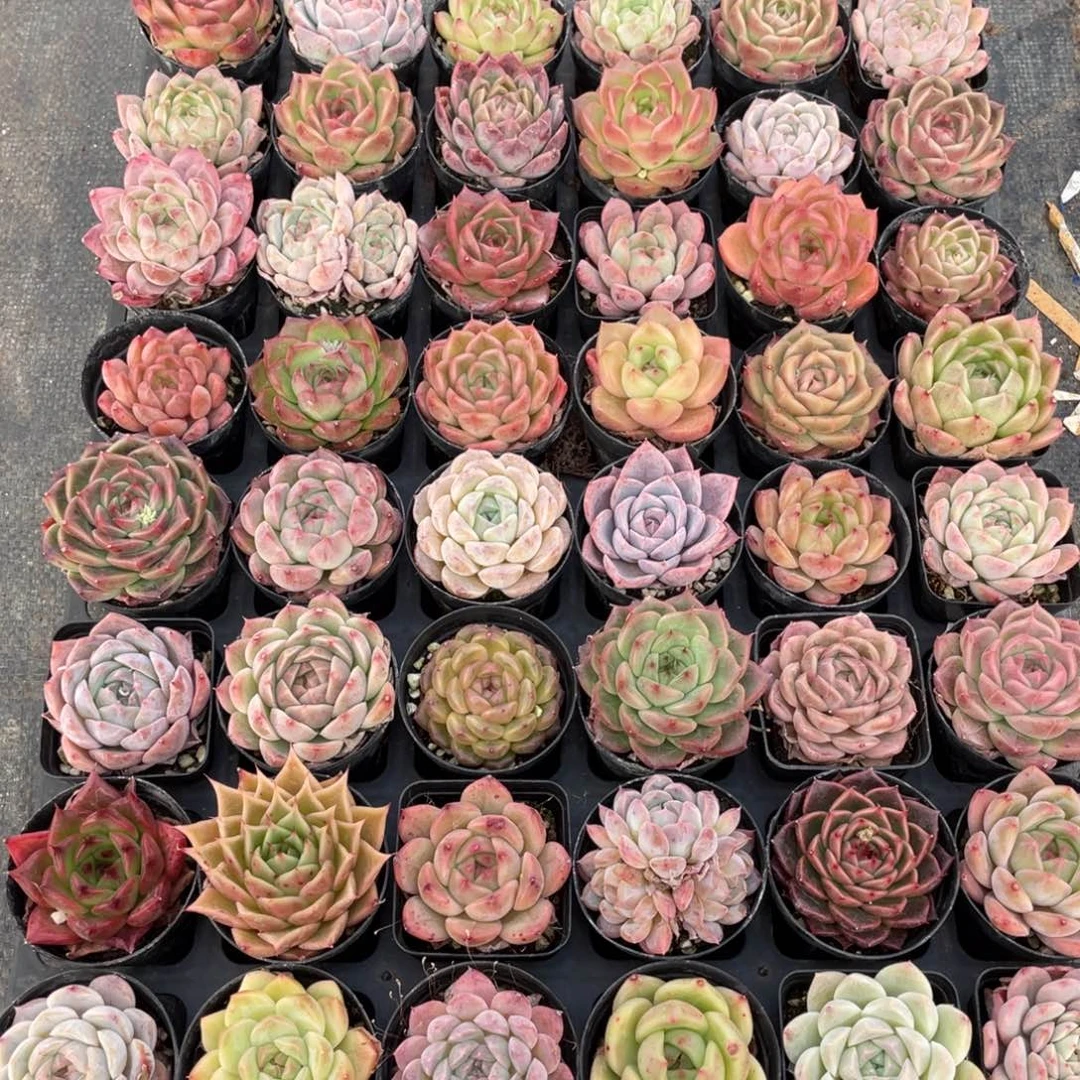 一物一拍48棵22-116