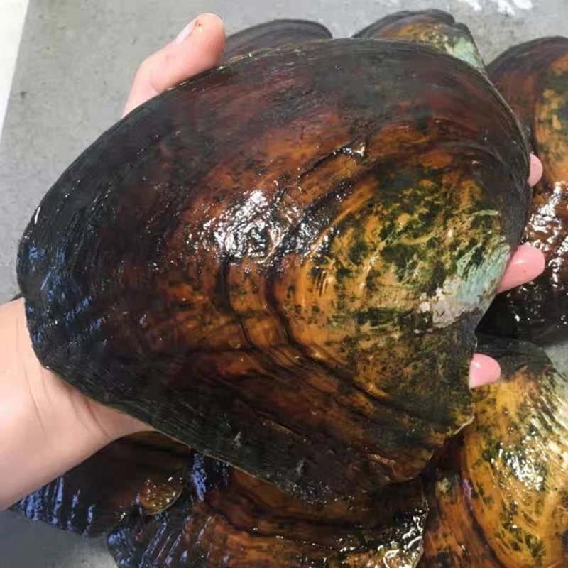 白金大AK（一蚌保10颗）活体开蚌不退不换  可定制DIY