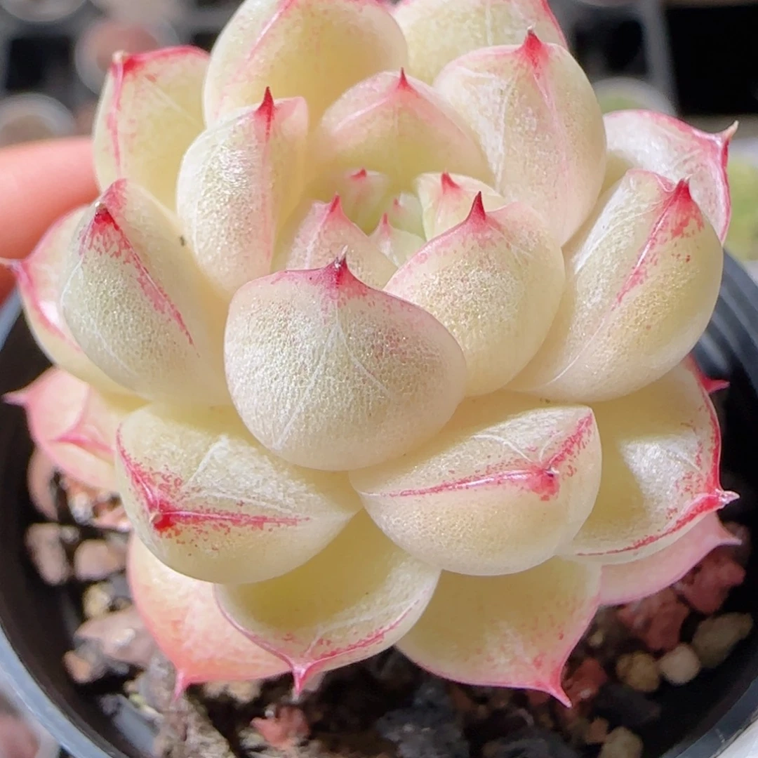 花语多肉1221-71麦秆