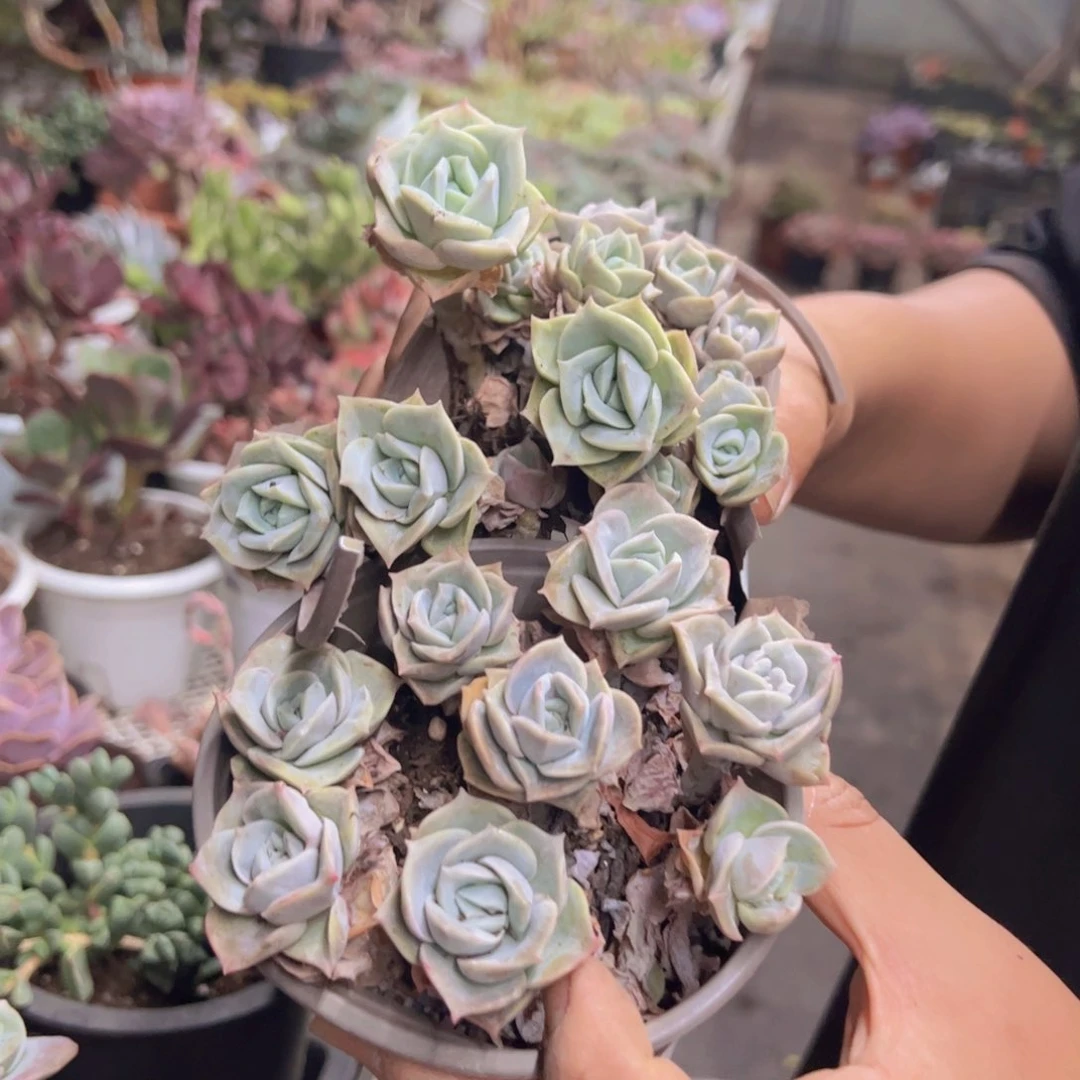 可爱玫瑰散装带盆土两盆