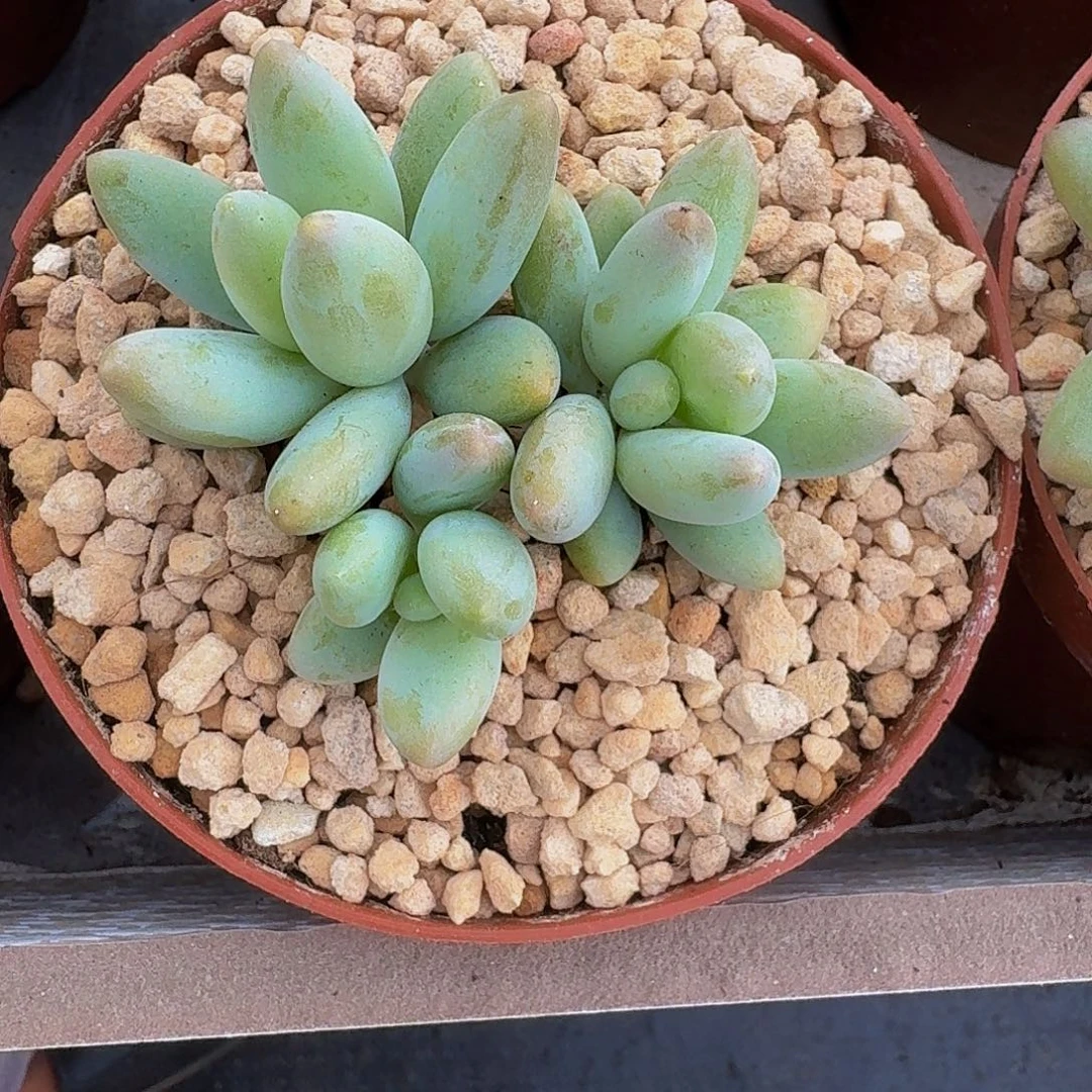 白兰地 3头 一物一拍