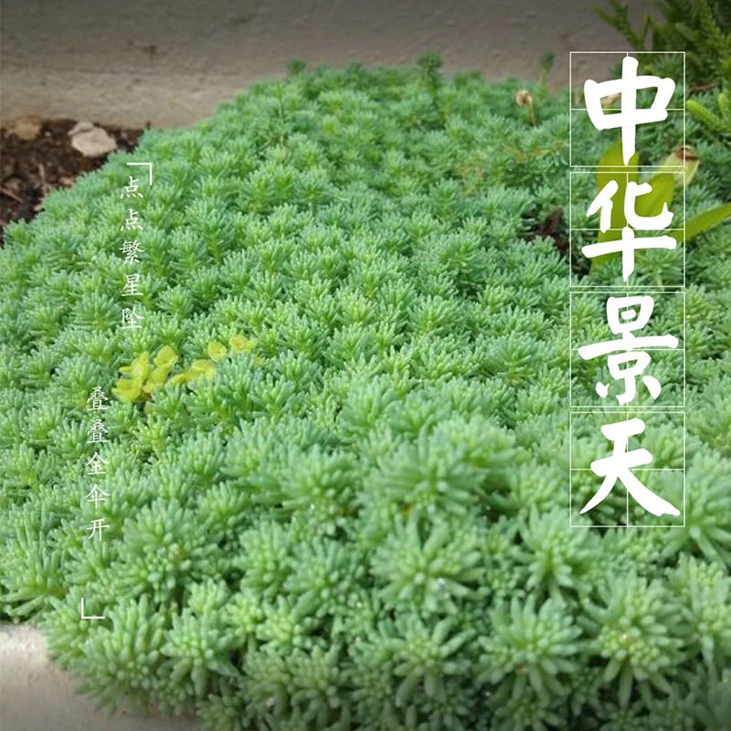 中华景天薄雪万年草多年生地被花镜植物耐寒地栽盆栽庭院花园绿化