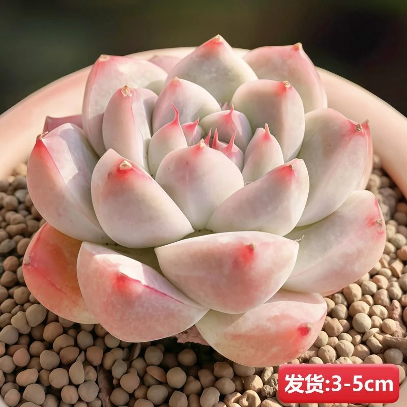 吉娃娃多肉植物室内办公盆栽防辐射易爆盆花卉绿植