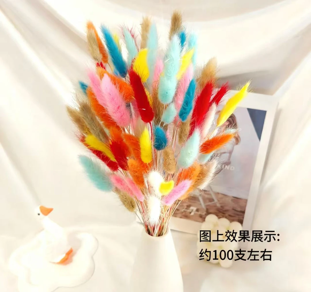 兔尾草干花花束适合家居装饰搭配彩色狗尾巴草干花