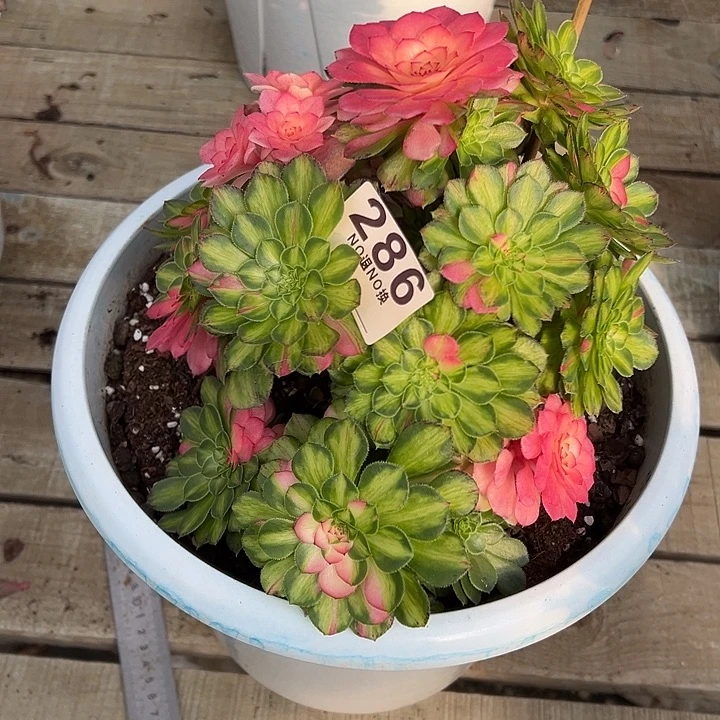 二**姨286多肉知否一个人