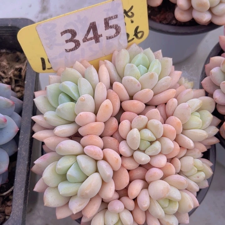 健健康康平平安安