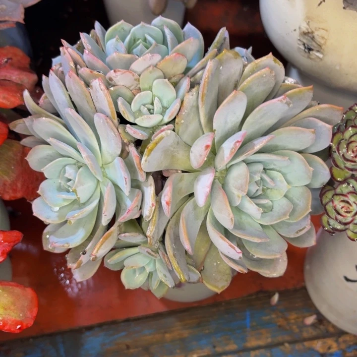 张****老桩精品肉肉白茶