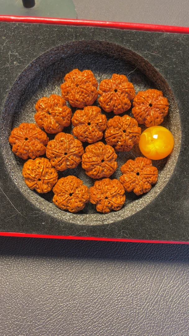 尼泊尔大金刚，老树梅花