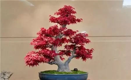 红枫盆栽耐寒耐热庭院观叶植物室内外花卉四季红枫苗