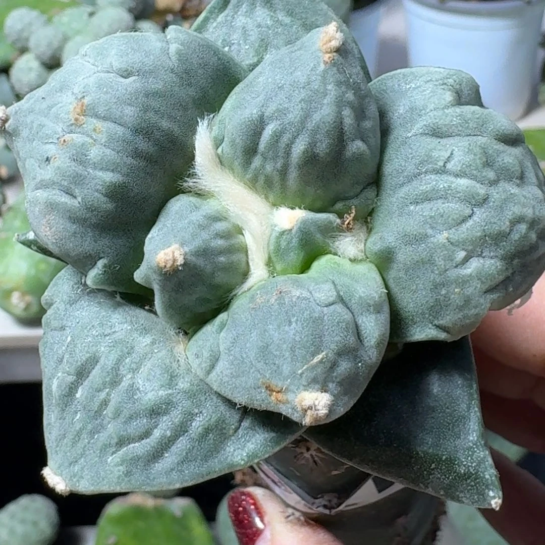【闪购商品】无花朵凨**夙大尤怒涛179