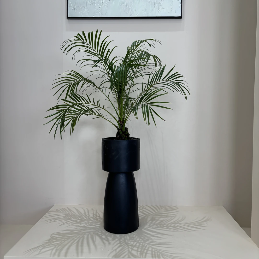 美丽针葵泰国椰子树地栽袋苗盆栽地栽棕榈网红室内阳台办公室庭院