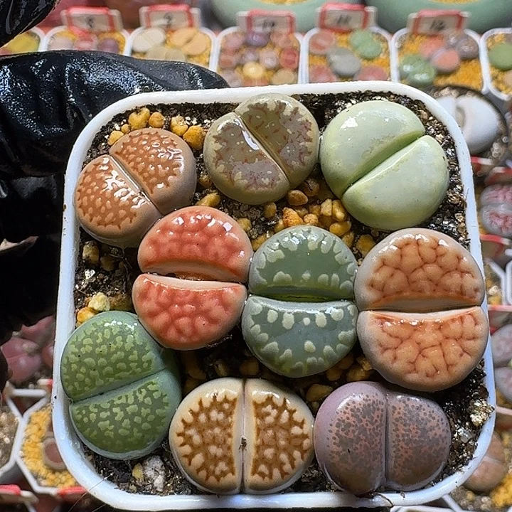 生石花2:：：：。  53号