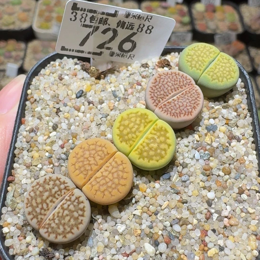 Sssss生石花肉锥726