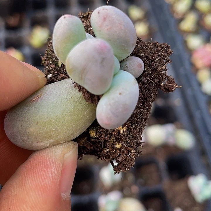 米可奶量拍满18包邮