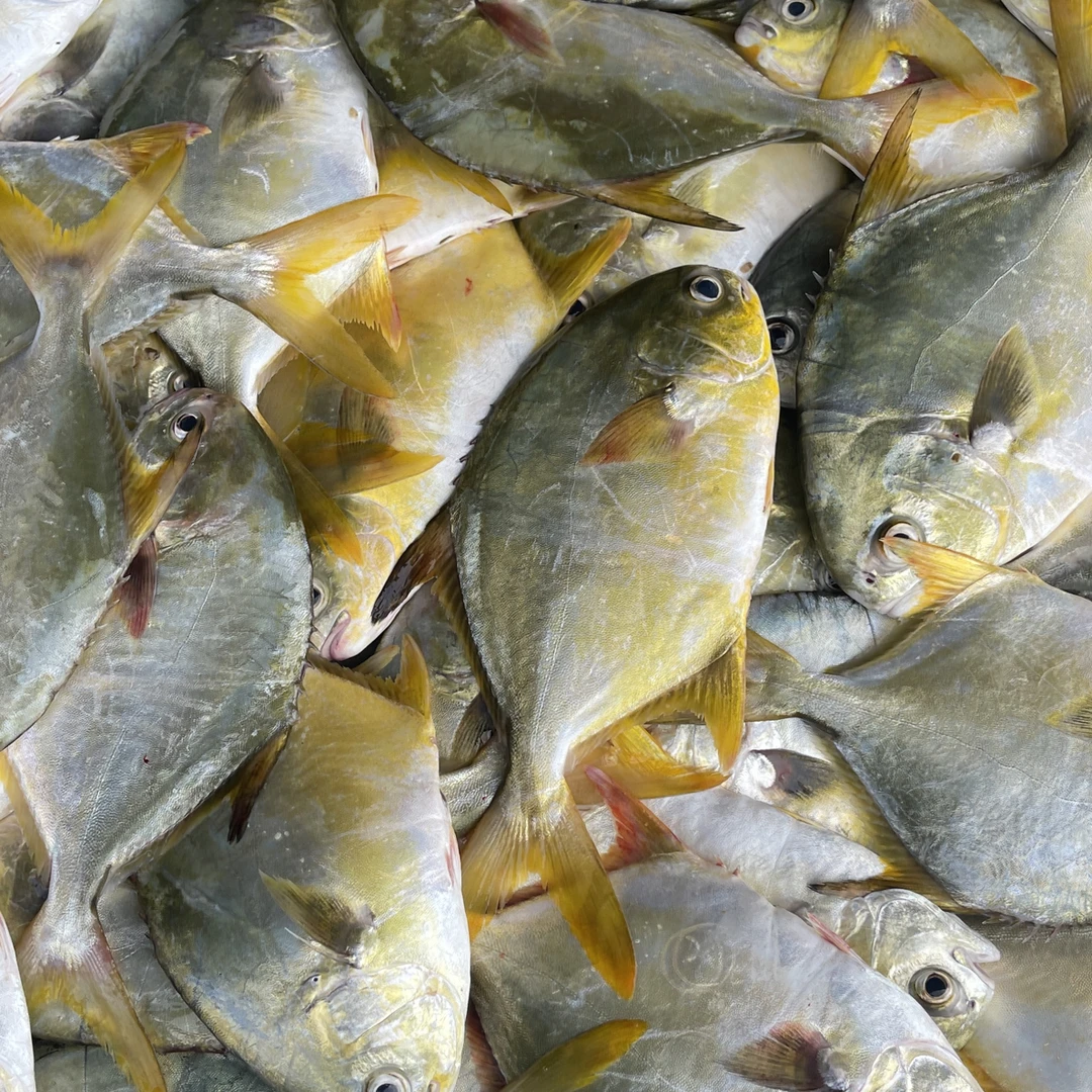 北海新鲜捕捞小金鲳鱼