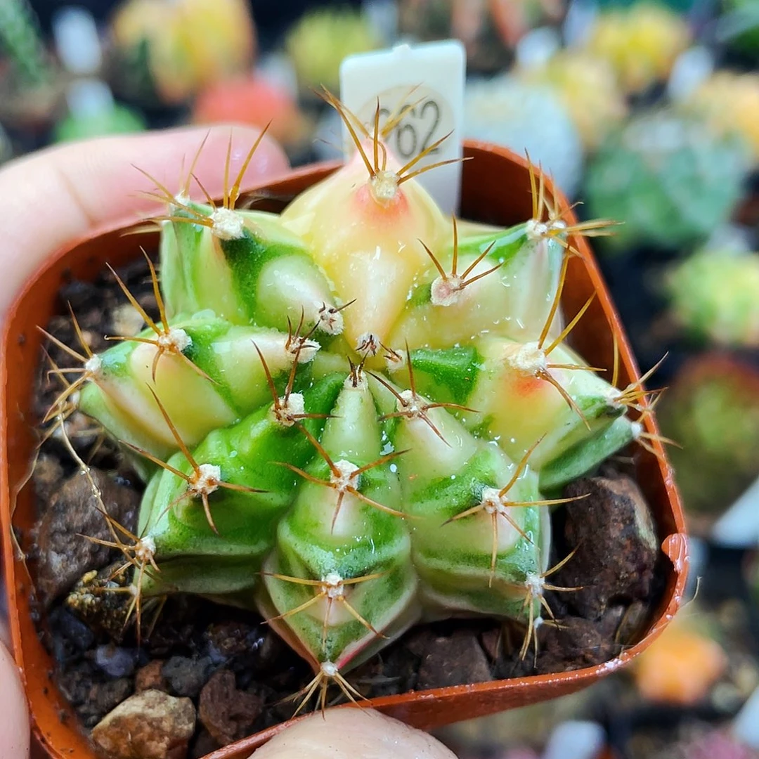 非偏远地区满25包邮仙人球裸根