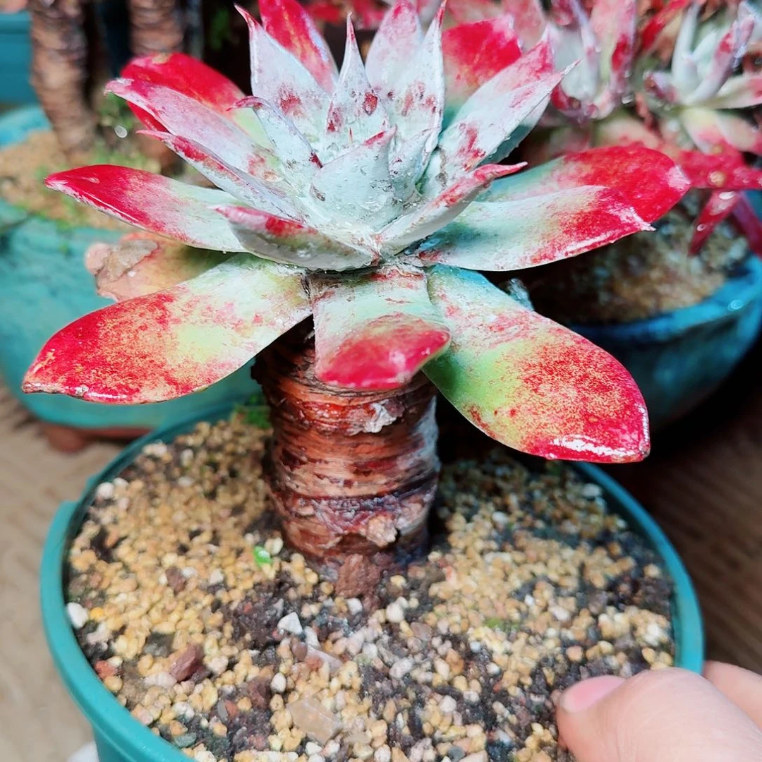 8659雪山仙女杯多肉