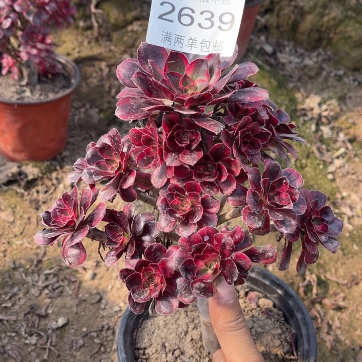 2639香奈的的多肉