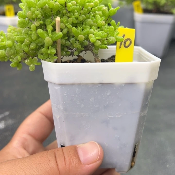 10蜜橘悬崖桩 一物一拍
