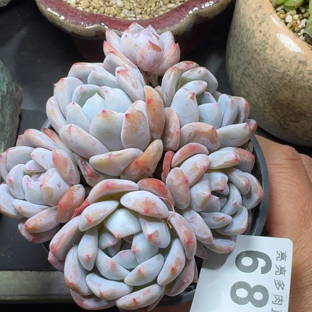 星影群生整装无砍      愿你一路坦途，乘风破浪展宏图