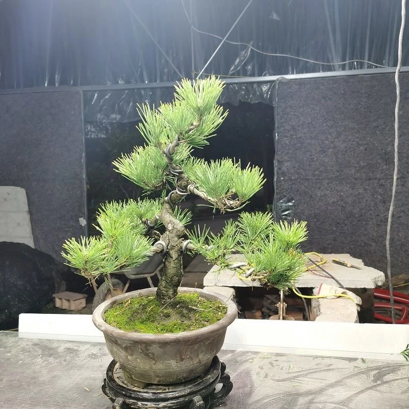 松柏造型盆景盆栽素材盆景室内外种植四季常青