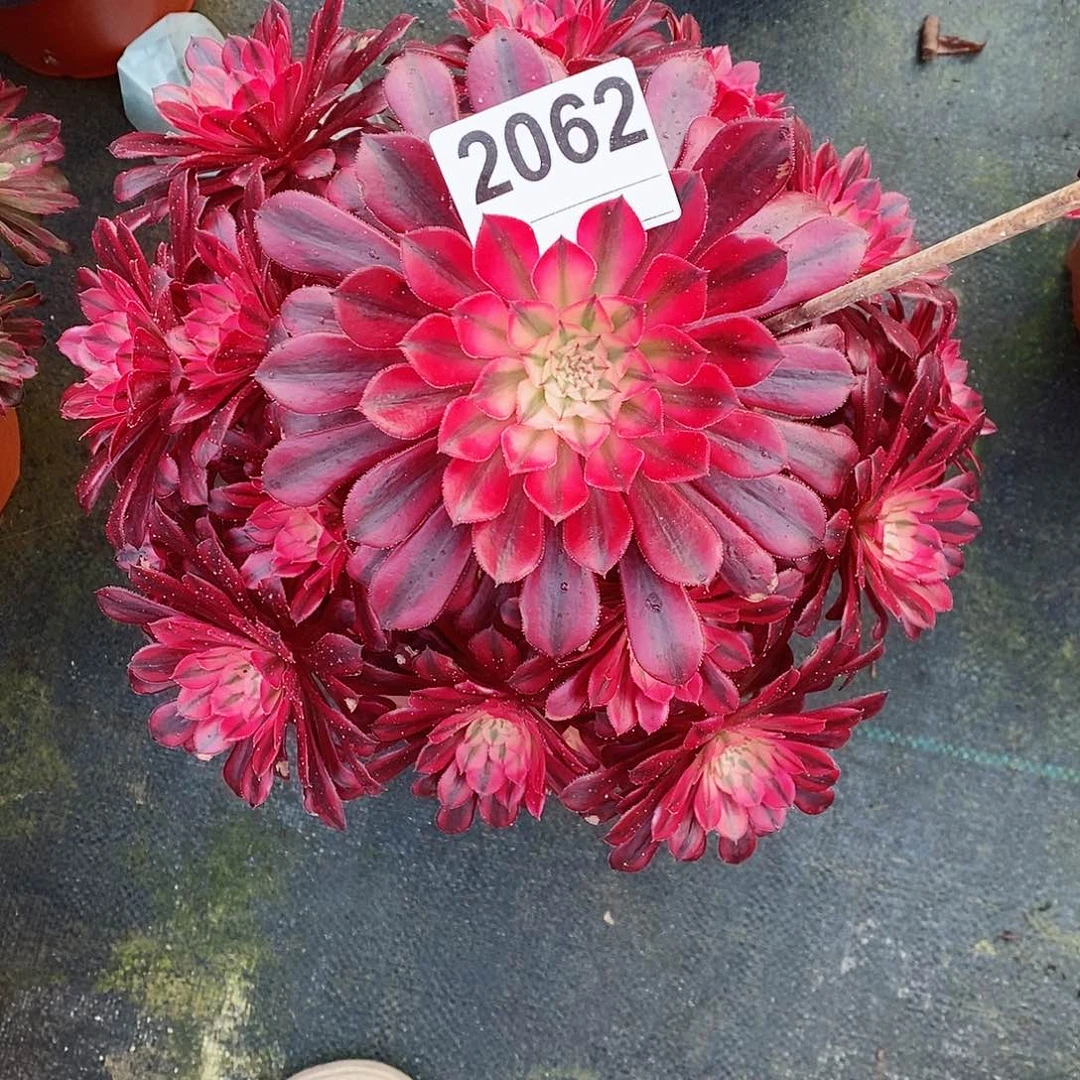 红陶莉*2062黑铜白4多肉