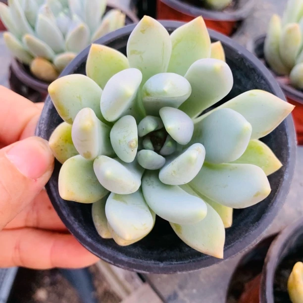 胖美人小老桩多肉植物可爱萌趣味好养活盆栽耐旱植物