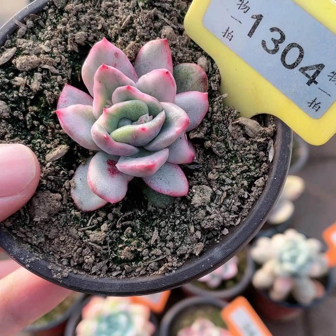 【闪购商品】满*肉1304号