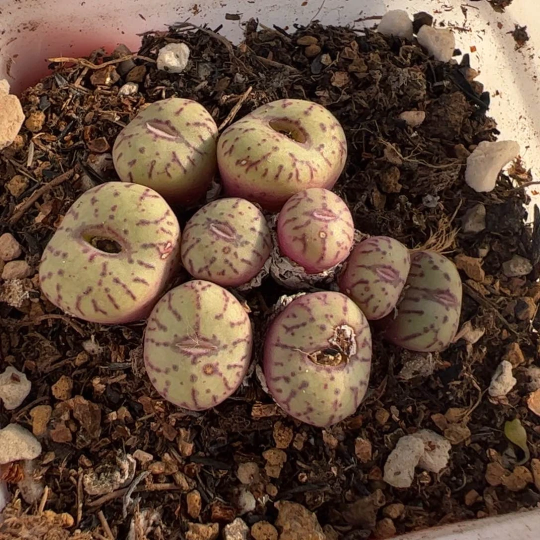 .4.32多肉植物百科