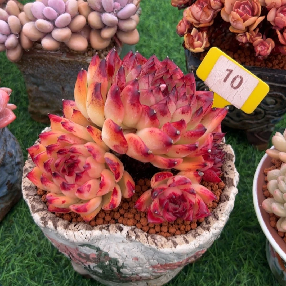 张*?月亮石小老桩10号